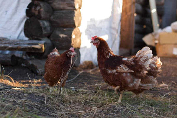 Chicken in the henhouse — Stock Photo, Image