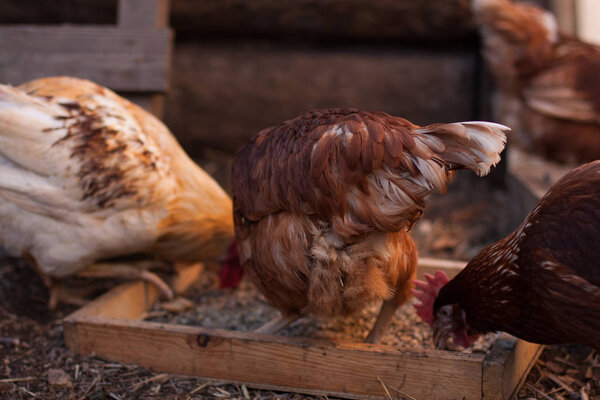 Chicken in the henhouse