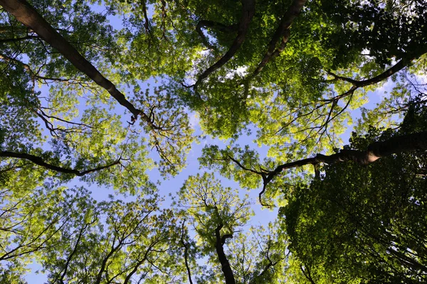 Mirando a través de un dosel de árboles a un cielo azul — Foto de Stock