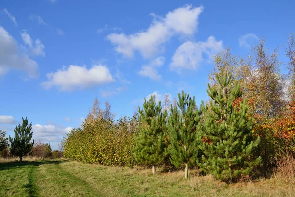 Plantation of coniferous and deciduous trees under a bright blue