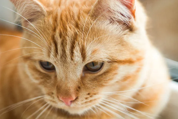 zencefil kedi arka plan yakın çekim