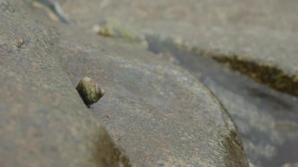 Seashell su pietra in spiaggia — Video Stock