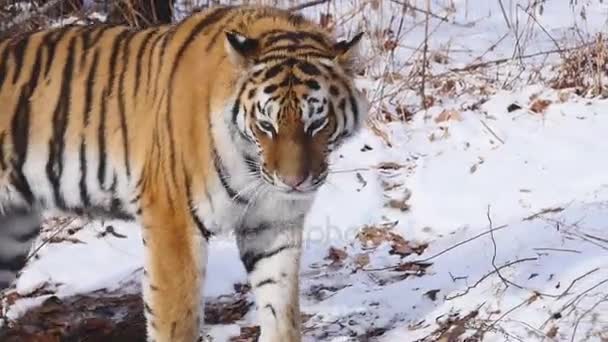 Tigre siberiano atraviesa bosque de invierno — Vídeos de Stock