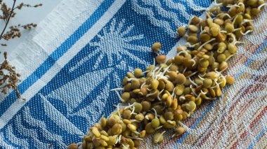 sprouter mercimek renkli arka plan üzerinde