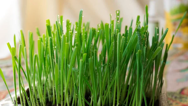 Homegrown buğday çimi besleyici tepsisi