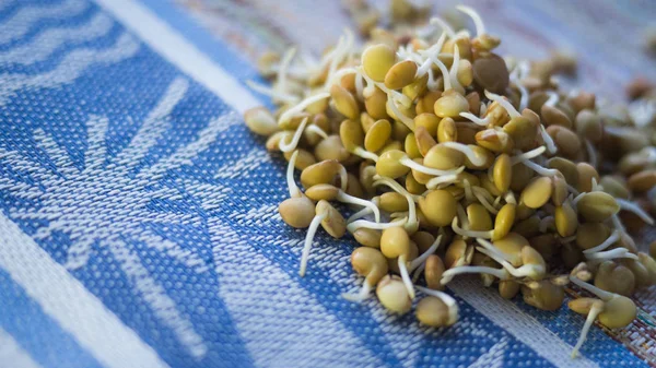 sprouter mercimek renkli arka plan üzerinde