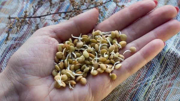 sprouter mercimek üstünde palmiye