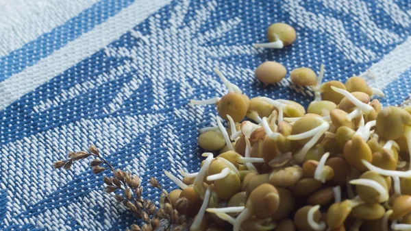 sprouter mercimek renkli arka plan üzerinde
