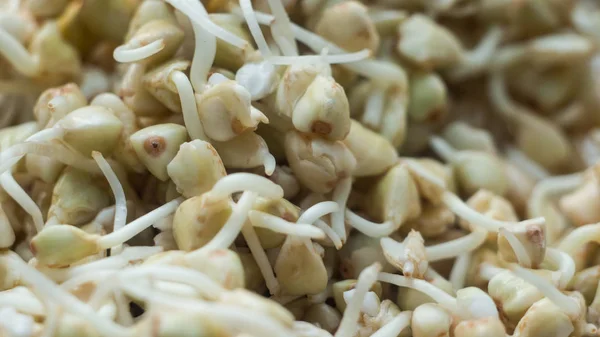 yeşil mercimek lahanası makro