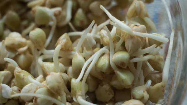 yeşil mercimek lahanası makro