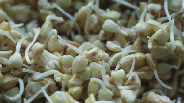 yeşil mercimek lahanası makro