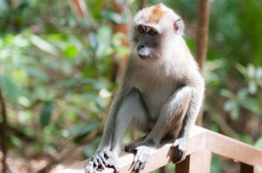 Singapur: vahşi maymun ağacını üstte dinlenmiş.