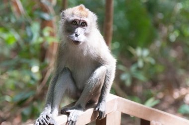 Singapur: vahşi maymun ağacını üstte dinlenmiş.