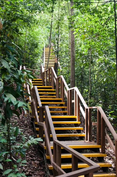 Singapore nature reserve, man-made wooden bridge in a forest