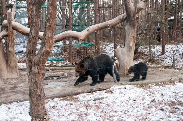 Ayılardan Everland - Güney Kore