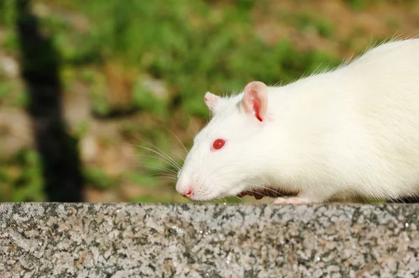 Biały szczur na podróż — Zdjęcie stockowe