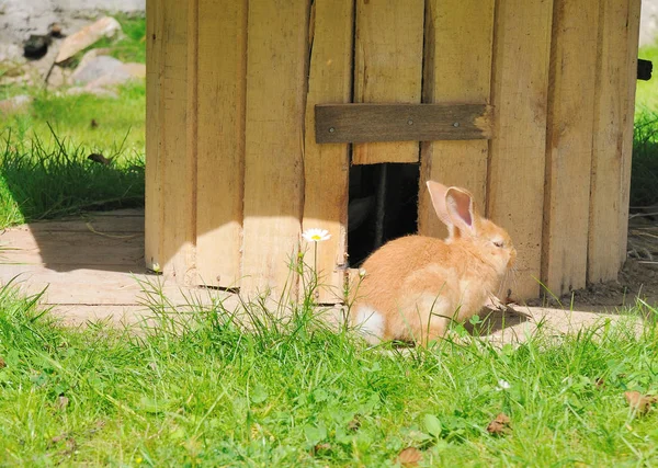 빨간 작은 토끼 — 스톡 사진