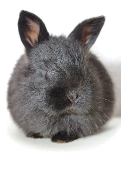 Kleines schwarzes Kaninchen auf weißem Hintergrund — Stockfoto