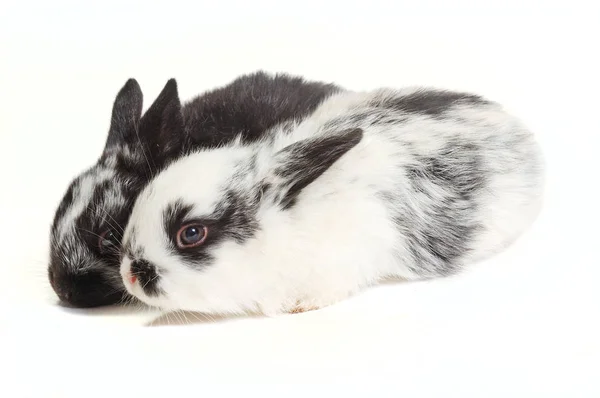 Liten kanin på de mänskliga händerna — Stockfoto