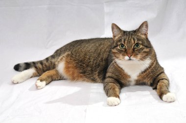 Beyaz arka plan üzerinde güzel olgun kedi