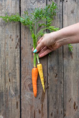Elinde taze Bahçe havuç