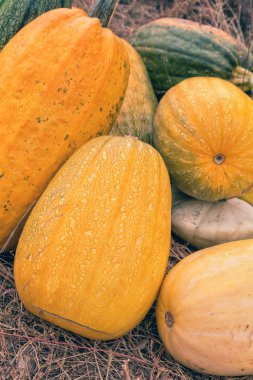 Kuru ot üzerinde büyük parlak sarı ve yeşil kabak