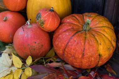Eski koyu ahşap arka plan üzerinde büyük parlak turuncu kabak