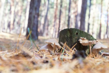 Sonbaharda günışığı ormanında mantar.