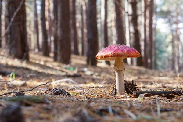 Paddestoel in een zonnig bos in de herfst — Stockfoto