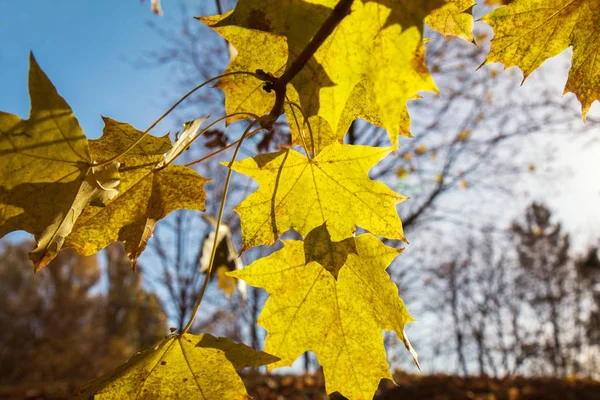 Folhas amarelas de bordo contra o céu — Fotografia de Stock