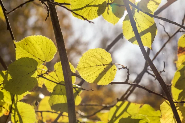 Folhas amarelas de tília contra o céu — Fotografia de Stock