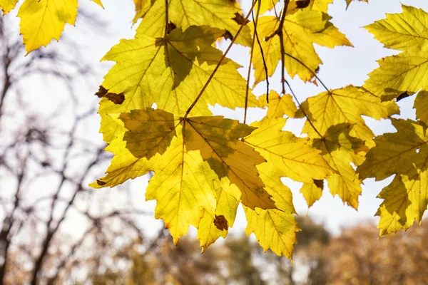 Folhas amarelas de bordo contra o céu — Fotografia de Stock
