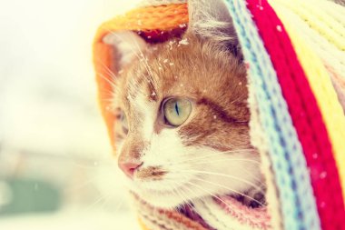 Damalı Fularlı kırmızı ve beyaz yavru kedi 