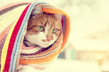 Damalı Fularlı kırmızı ve beyaz yavru kedi 