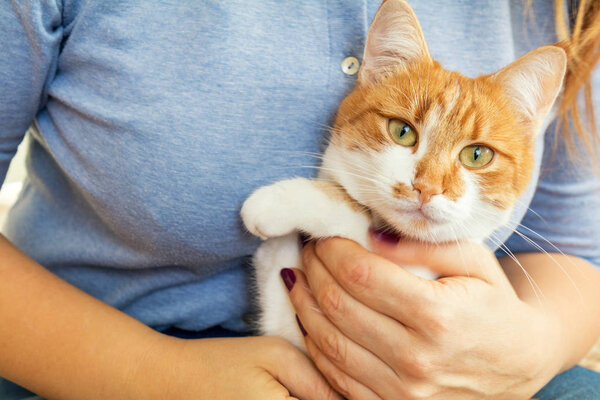 Woman hands hold red and white kitty cat