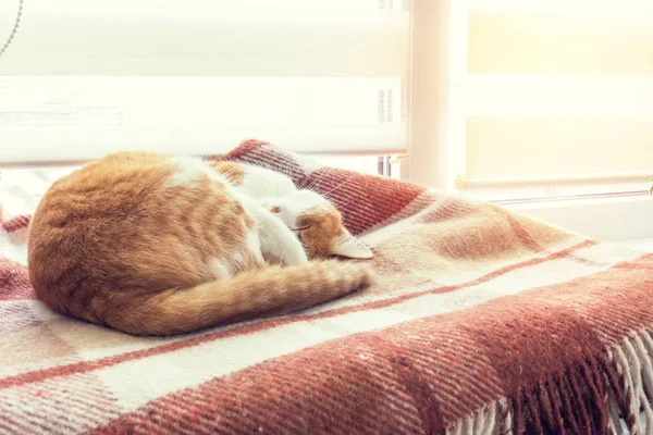 Gato vermelho dormindo em manta xadrez lã quente — Fotografia de Stock