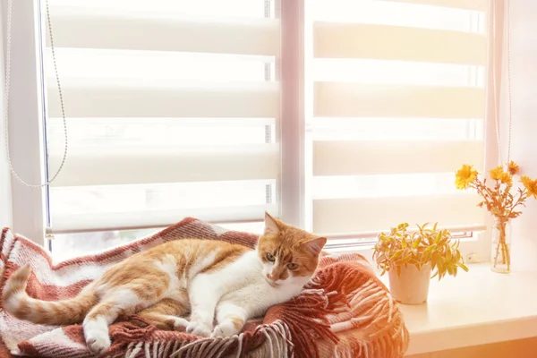Rode kat slapen in de warme wollen plaid deken — Stockfoto