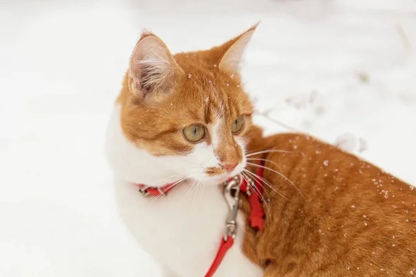 Rot-weiße Katzenkatze im roten Halsband — Stockfoto