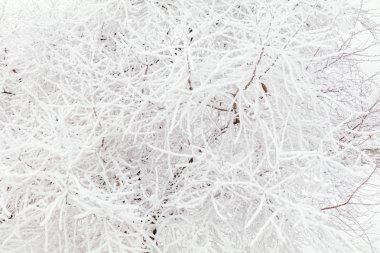 Buzun içinde donmuş ağaç dalları