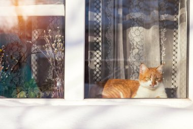 Evde pencere üzerinde kırmızı ve beyaz kedi
