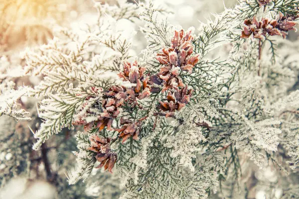 Ветвь туи кипариса с шишками в снегу — стоковое фото