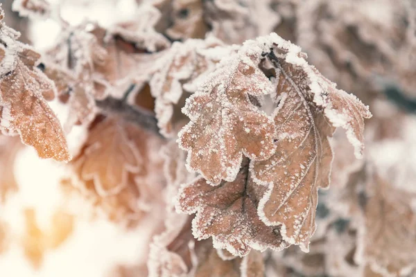 Branch oak tree with dry leaves in snow