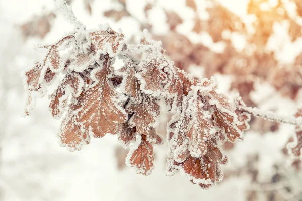 Branch oak tree with dry leaves in snow