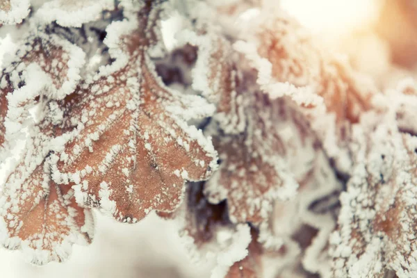Ветвь дуба с сухими листьями в снегу — стоковое фото