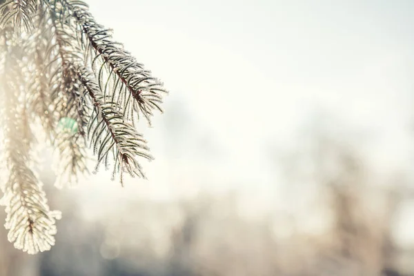 Ветвь сосны в снегу — стоковое фото