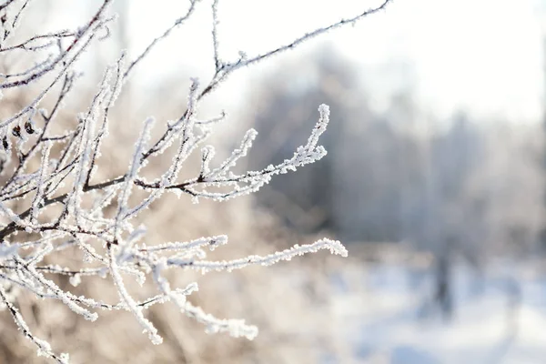 Ветка в снегу — стоковое фото