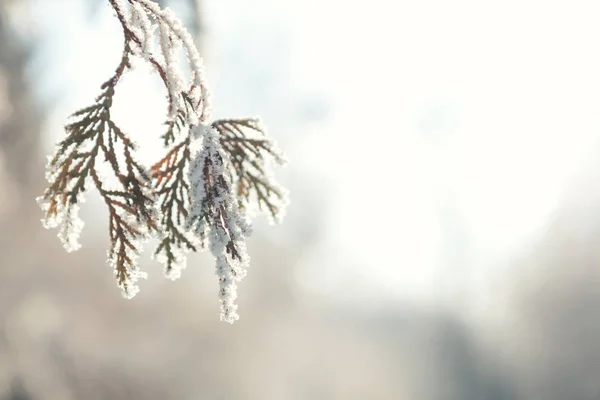 Ветвь туи кипариса в снегу — стоковое фото