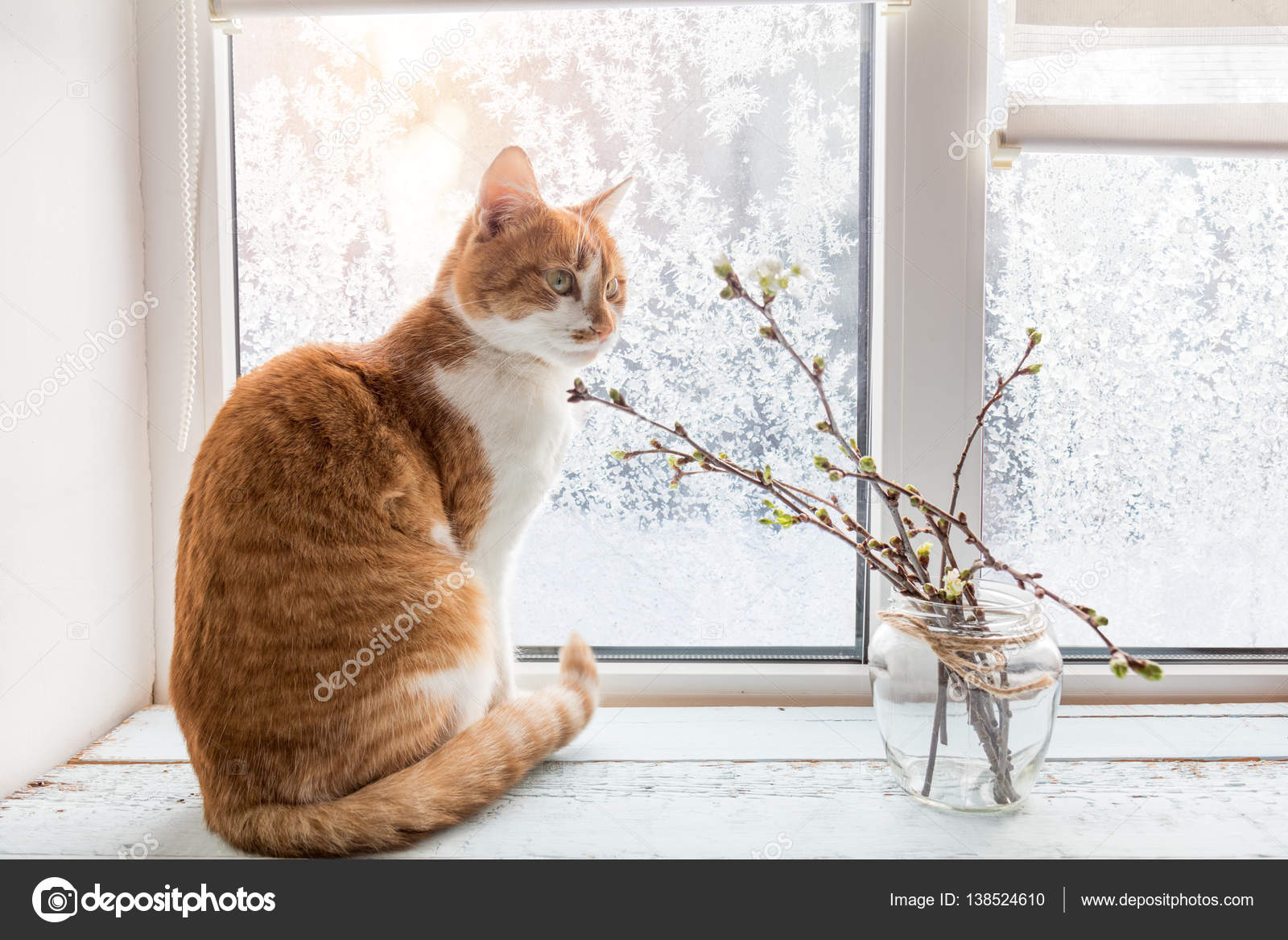 Cat on window sill hot sale