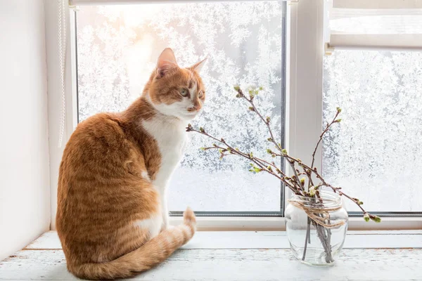 Gato vermelho-branco no peitoril da janela — Fotografia de Stock