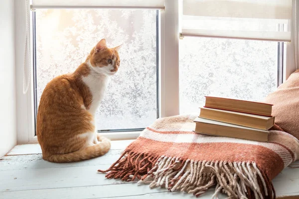 Rood-witte kat op een vensterbank — Stockfoto